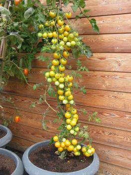 Tomate "Goldkrone" (Pflanze)